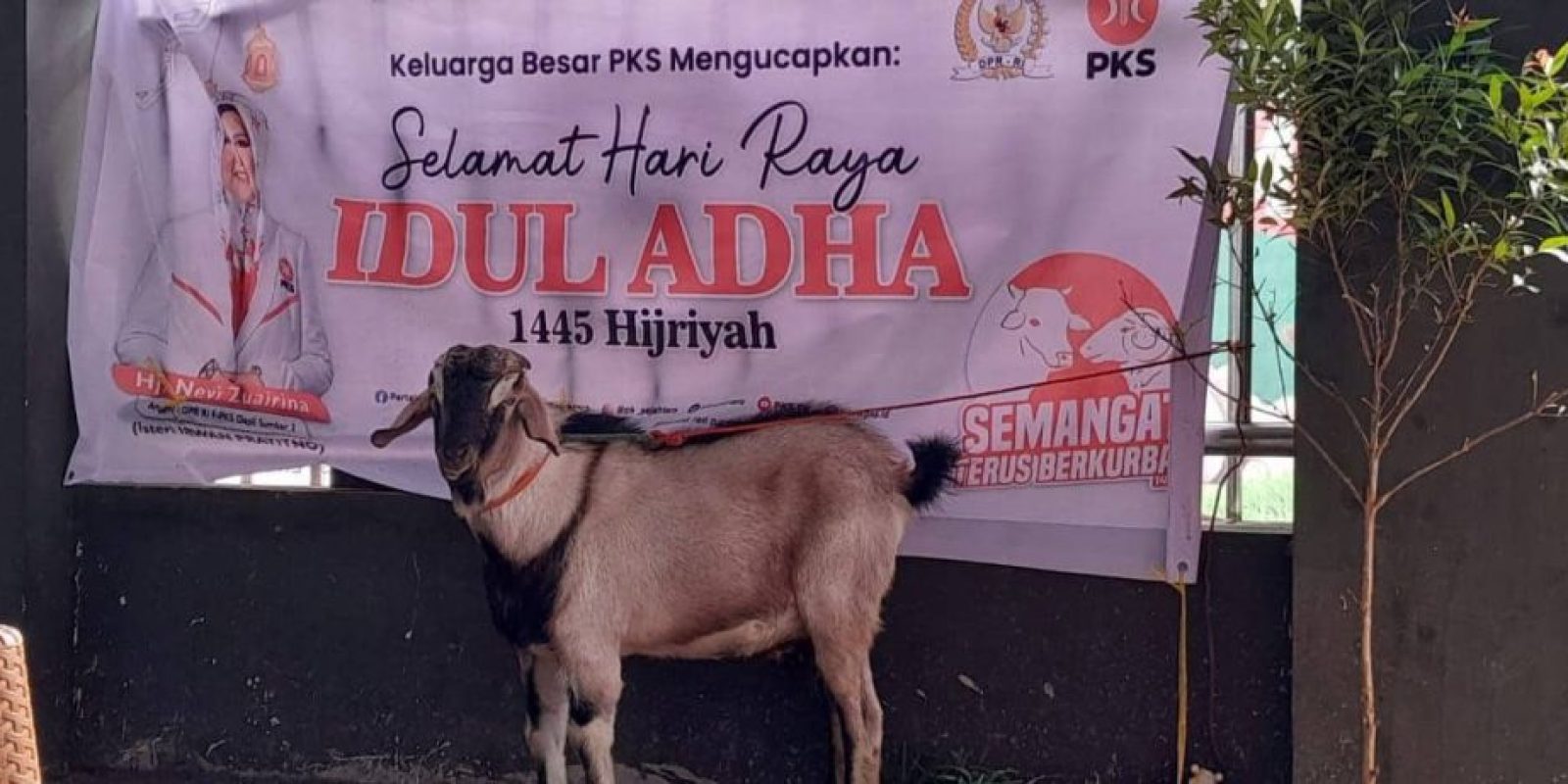 Legislator Sumbar, Hj. Nevi Zuairina Tebar Qurban di DPD, DPW dan DPP PKS